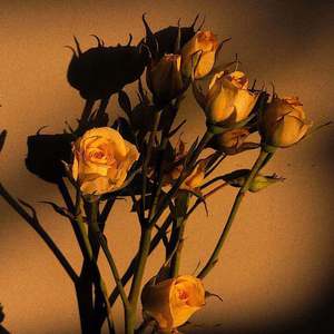 动物擦入身体的视频大全
